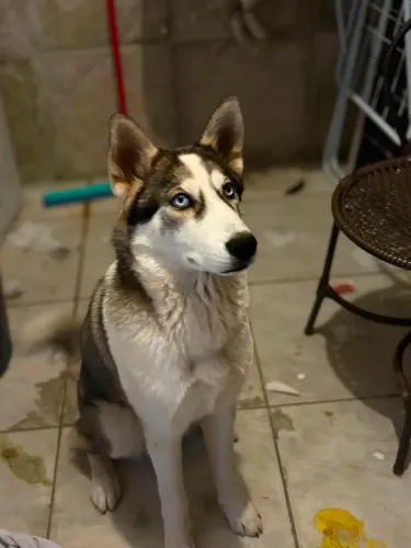 Husky siberiano cachorra fêmea