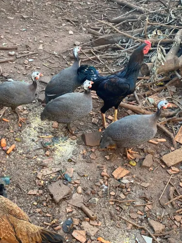 Casal de galinha angola