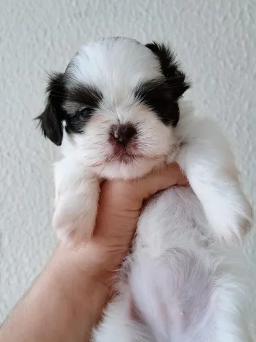 Shih Tzu micro chocolate(olhos claros e focinho marrom)