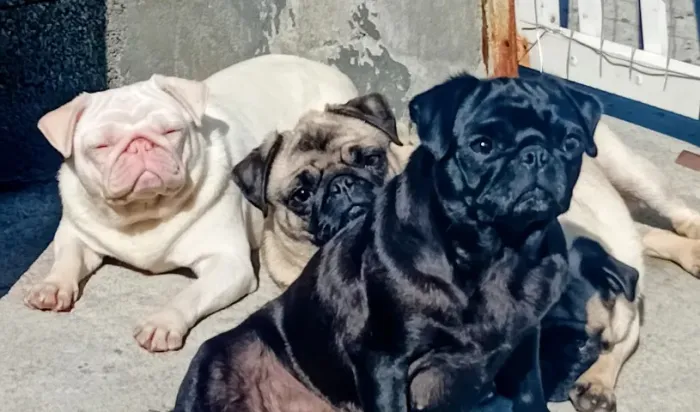 Pug