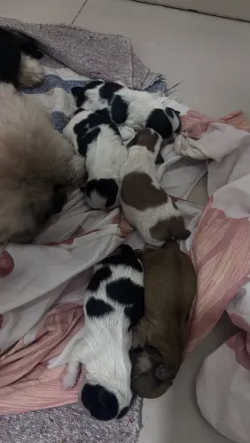 Filhotes Shih Tzu