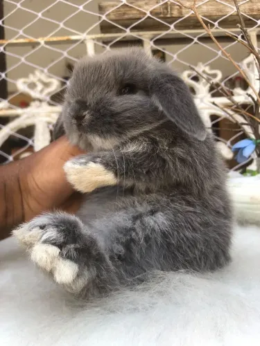 Babys mini lop - mini coelho para pet e estimação