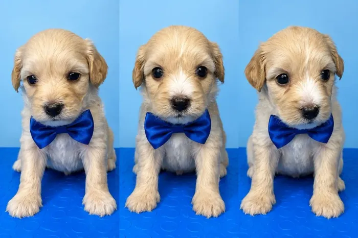 FILHOTES DE COCKER SPANIEL 