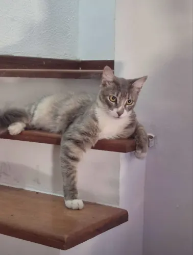 Doação de gato