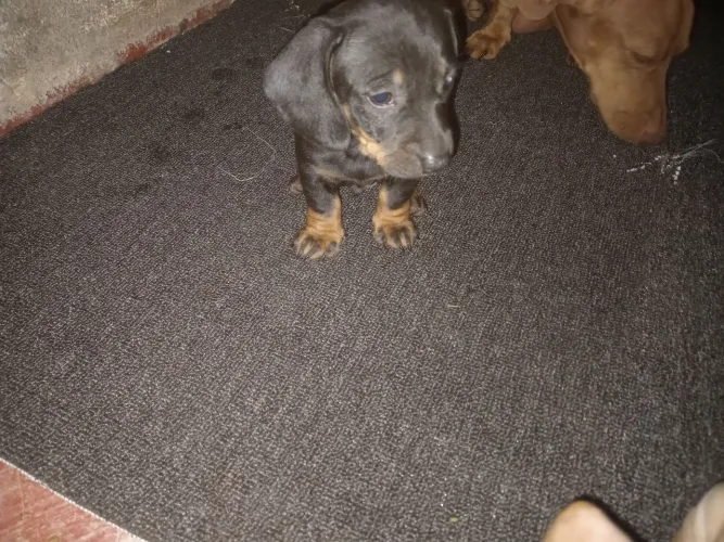 Filhotes Basset Dachshund