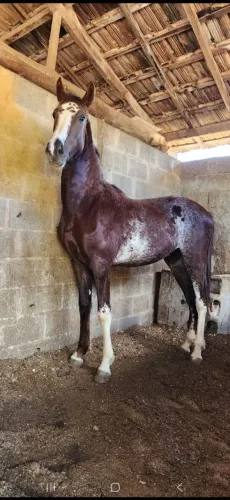 Potro Mangalarga 