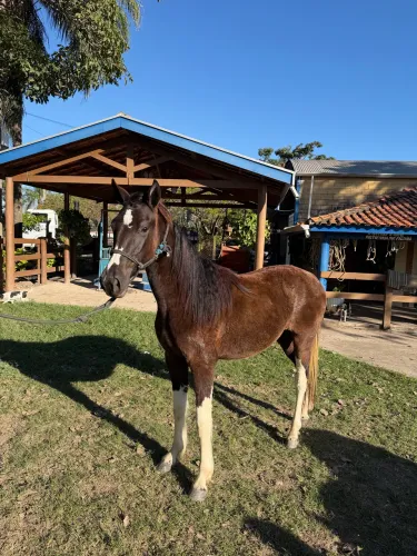 Potro Mangalarga Paulista