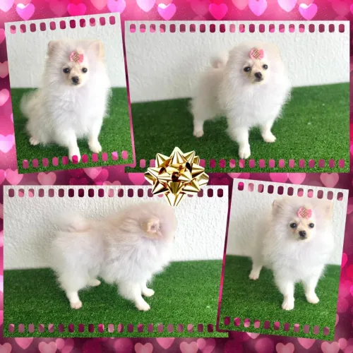 !Lulu da Pomerânia fêmeas e machos!