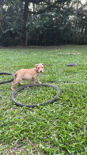 Filhote lindo MACHO - AMERICAN BULLY PIT MONSTER BRASILLIAN BULL