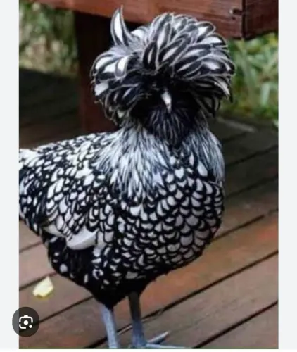 Vendo casal de polonesa prata Laceada 