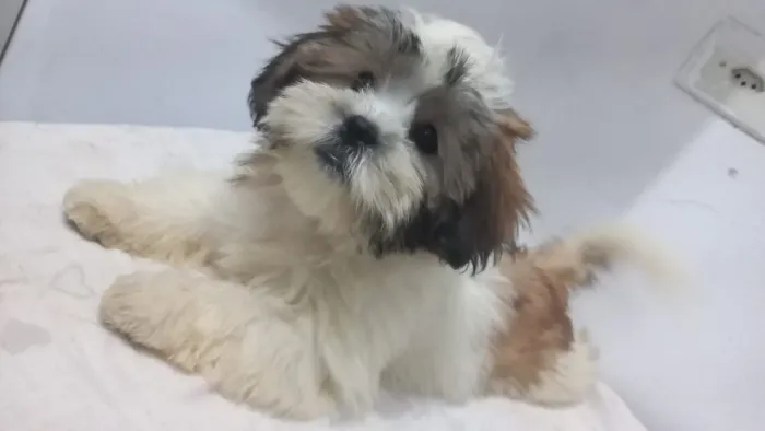 Vendo filhote Lhasa Apso Fêmea
