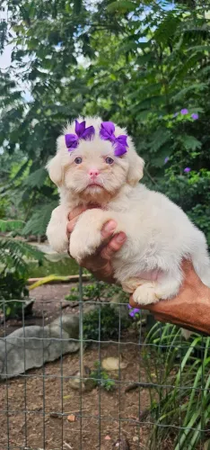 Shih-tzu femea albina - RARIDADE