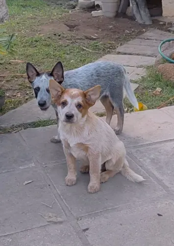 Bluee Heeler / Red Heeler / Boiadeiro Australiano