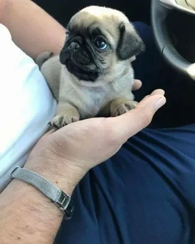 Cachorro filhote pug super dócil e pelagem densa sedosa