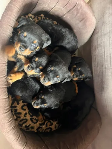 Rottweilers Machos | Valhalla Alemã - Canil de Rottweilers