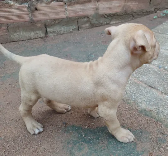 Pit bull