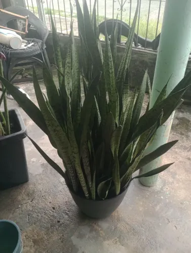 Vaso com plantas