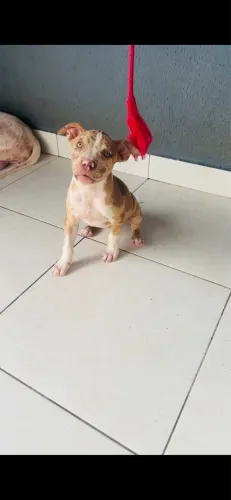 Vende-se ou troca