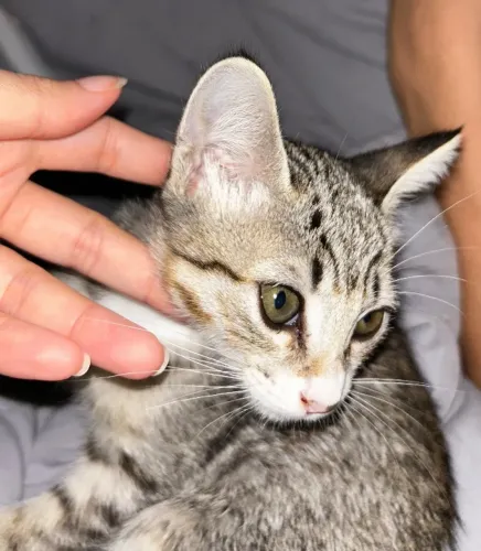Adoção responsável gata 3 meses 