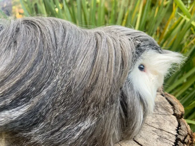 Vendo dois porquinhos da Índia Peruano Macho