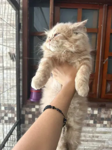 Gatos Persas