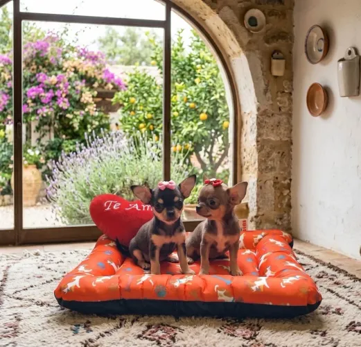 Chihuahua fêmeas miniatura com pedigree