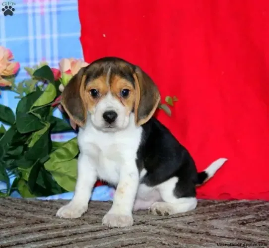 Beagle disponível hoje - pronta entrega imediata