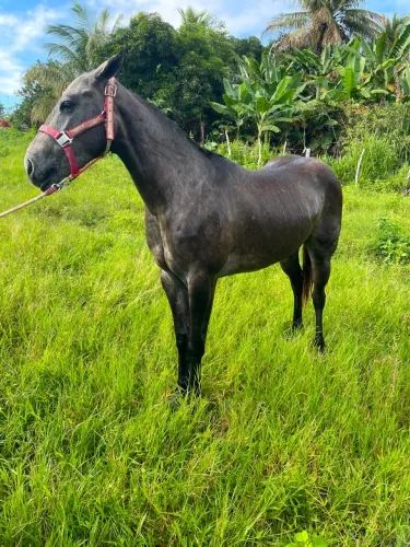 Potra a venda