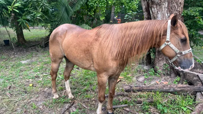 Cavalo de vaquejada de esquerda!