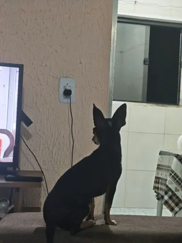 Cachorro
