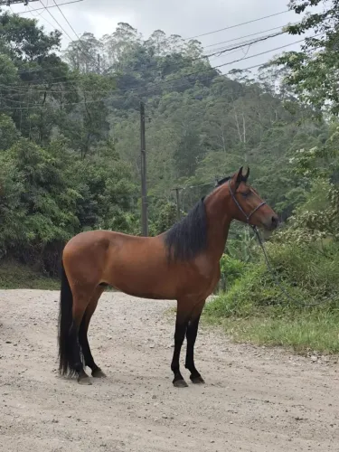 Potro mangalarga registrado