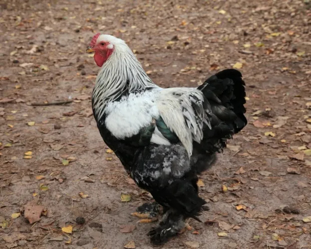 Vende-se galinhas Brahma!