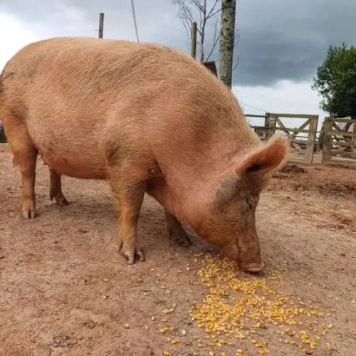 PORCO BEM TRATADO