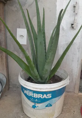 Babosa gigante 50cm