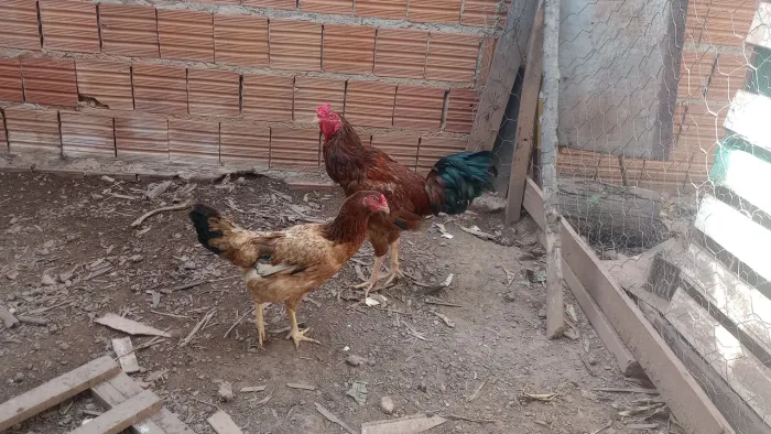 Casal de Galinhas Caipira