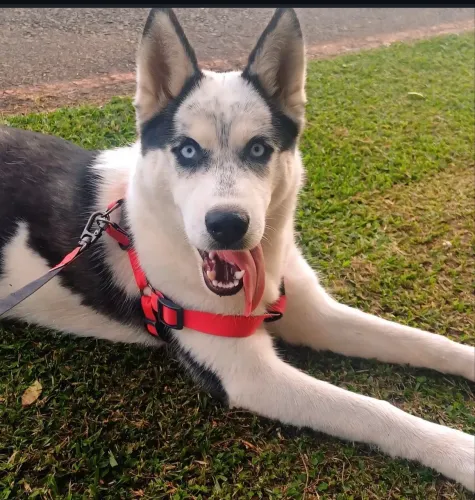 Husky Fêmea Adulta