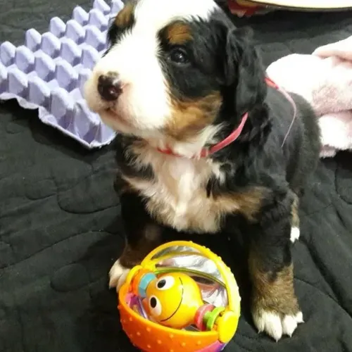 Filhotes de Bernese | Filhotes que trazem diversão para perto!