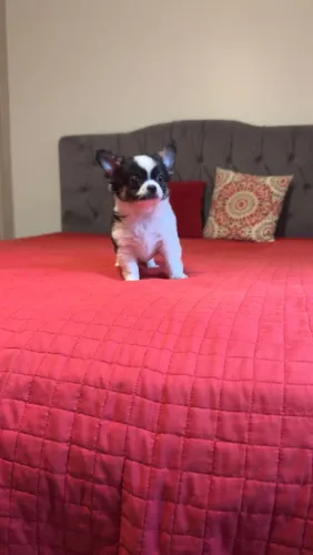 Chihuhaua Pelo Longo Perfeito