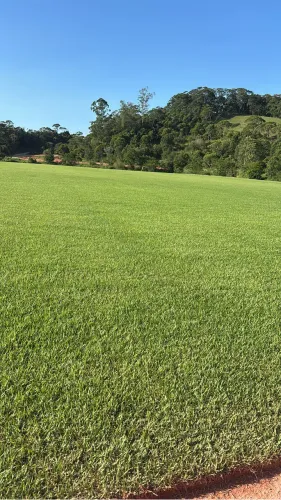 Grama para jardim Esmeralda direto do produtor