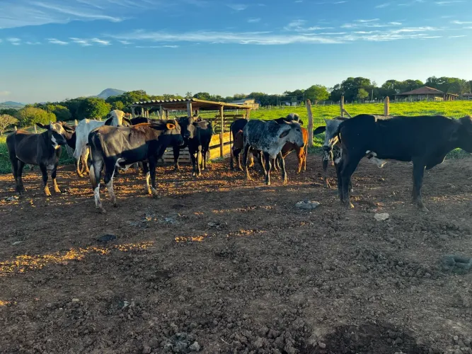 Lote de garrotes mestiço 