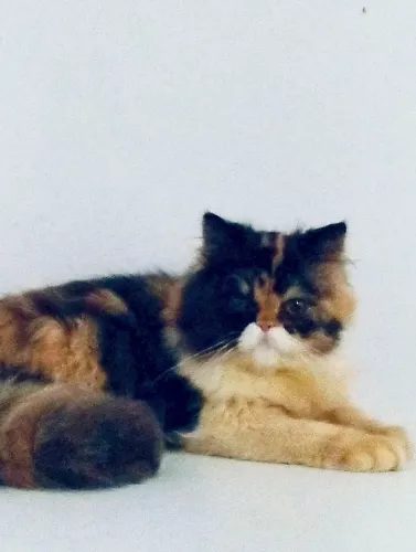 Fala persa linda 1 ano . Leia descrição 