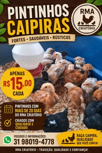 Pintinhos Caipiras