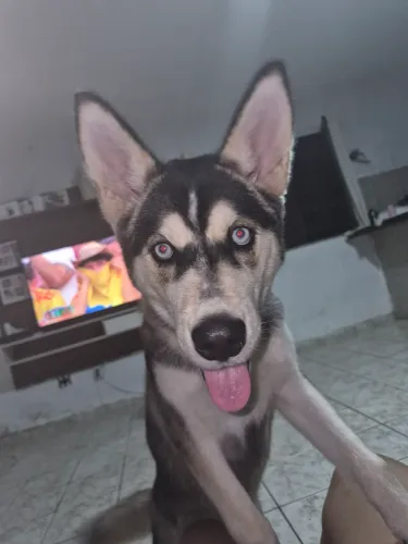 Cachorro huski siberiano