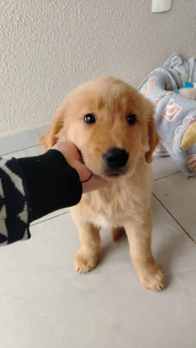 Filhote golden retriever