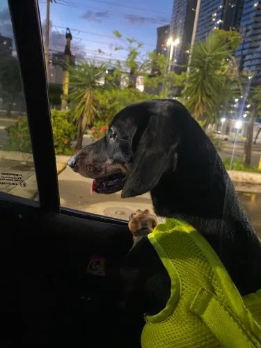 ADOÇÃO RESPONSÁVEL - dachshund
