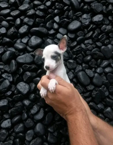 Pinscher 