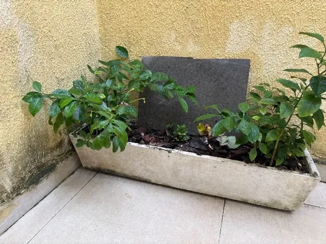 Jardineira com mudas ( pés de laranja)