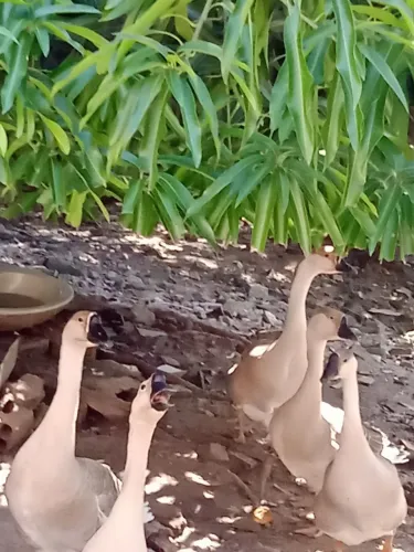 Vende-se ganço sinaleiro africano legítimo, do sexo macho 