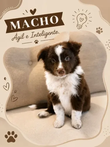 Filhotes de Border Collie
