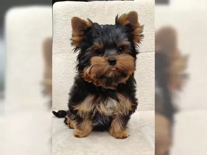 Cãozinho saudável e brincalhão Yorkshire/York